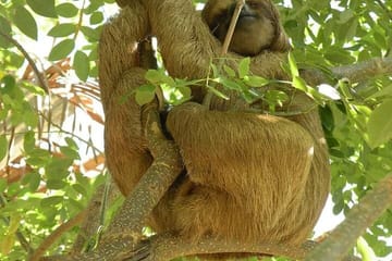 Roatan Wild side Monkyes and sloth hangout iguana and Snorkeling
