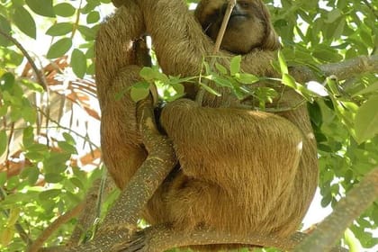 Roatan Wild side Monkyes and sloth hangout iguana and Snorkeling