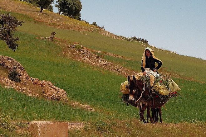 "Deer of the Atlas: Tazekka Natural Park & Ifrane Eco Tour | Private & Luxury 8