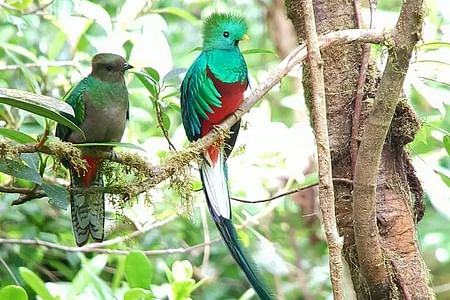 Monteverde Birdwatching & Night Wildlife Adventure in Tropical Cloud Forest