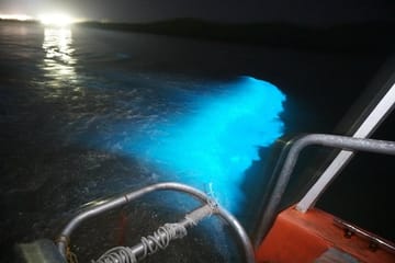 Luminous Lagoon Bioluminescence Tour from Falmouth, Jamaica