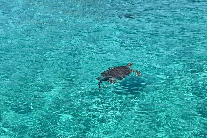 Private Pink Sand Beach Tour: Swim With Pigs, Turtles & Stingrays
