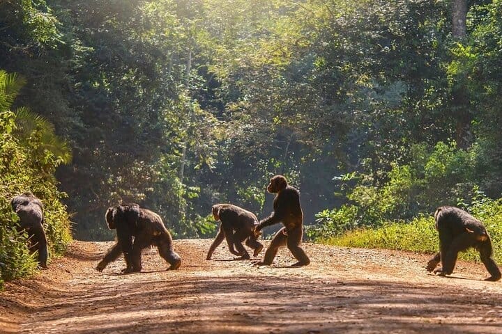 3 Days Queen Elizabeth Wildlife Safari