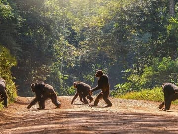 3-Day ATV and Wildlife Safari in Queen Elizabeth, Uganda