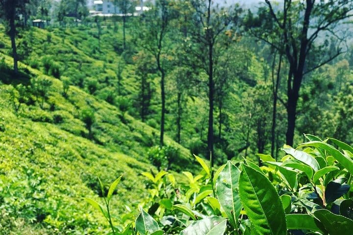 4 Days Essence Of Sri Lanka