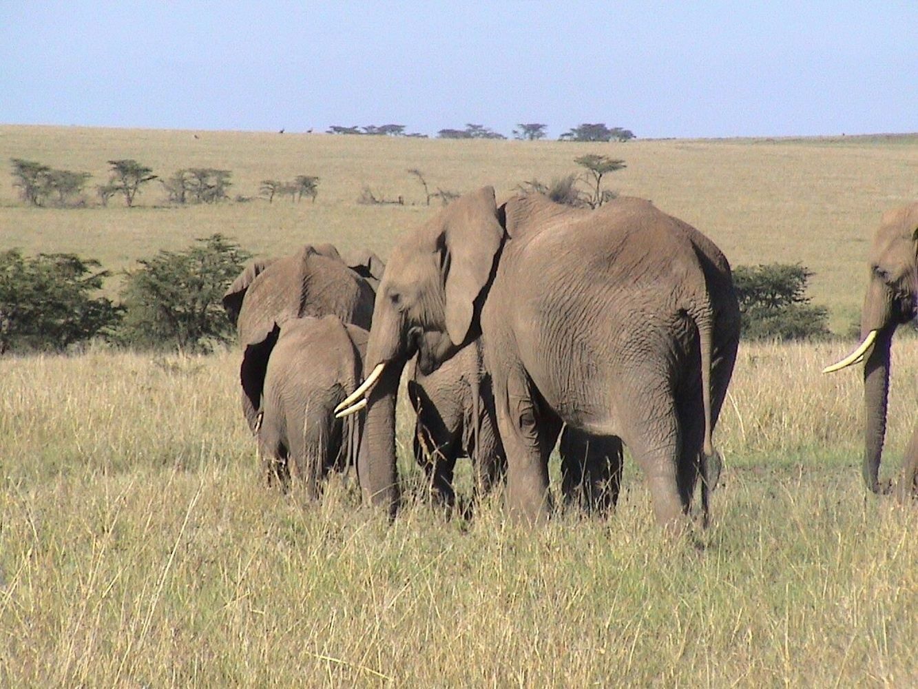Elephants roaming Serengeti