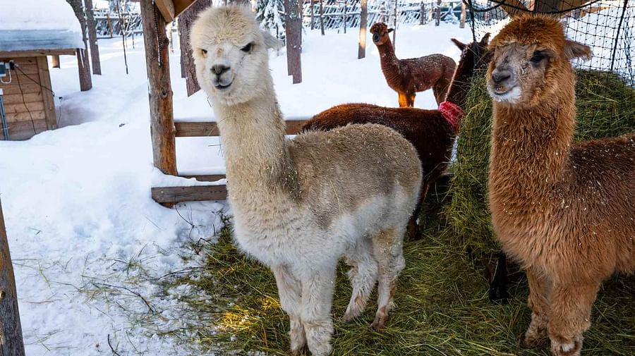 Santa & Alpacas | LIMITED TICKETS! Old Montreal Holiday Family Fun