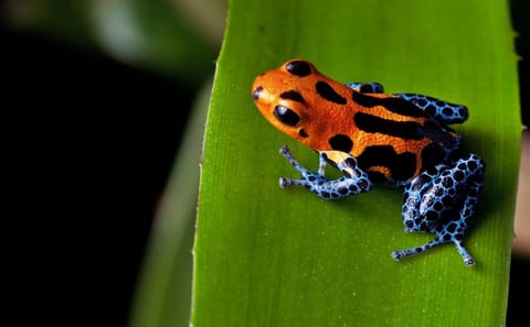 Amazon Rainforest Adventure at Treehouse Lodge, Iquitos