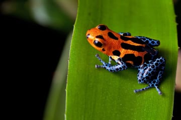 Amazon Rainforest Adventure at Treehouse Lodge, Iquitos