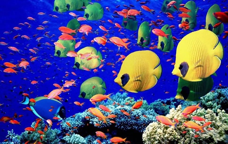 Glass Bottom Boat Tour in Hurghada to Explore the Red Sea