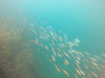 Small Group Snorkeling Tour at Hikkaduwa Coral Reef