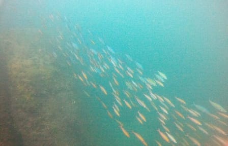 Small Group Snorkeling in Hikkaduwa