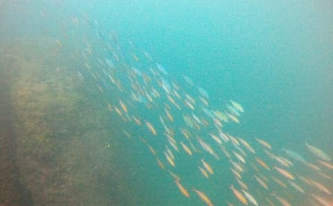 Small Group Snorkeling Tour at Hikkaduwa Coral Reef
