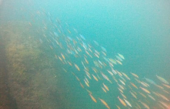 Small Group Snorkeling in Hikkaduwa