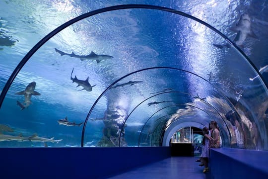 Side: Antalya Aquarium Ticket With Optional Transfer