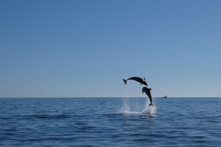 Setúbal by Sea: Dolphin Watching Boat Tour
