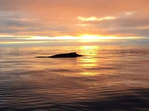 Húsavík: Midnight-Sun Whale Watching, photo 3