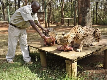 Nairobi Museum Snake Park Giraffe Center and Beads Center Tour