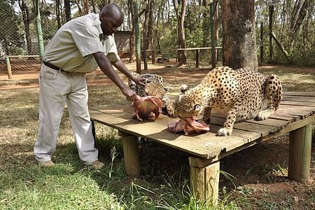 Nairobi Wildlife and Culture Tour: Safari Walk, Animal Orphanage & Bomas
