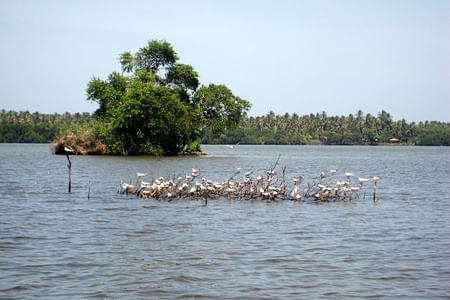 Muthurajawela Bird Watching Boat Safari from Colombo & Negombo