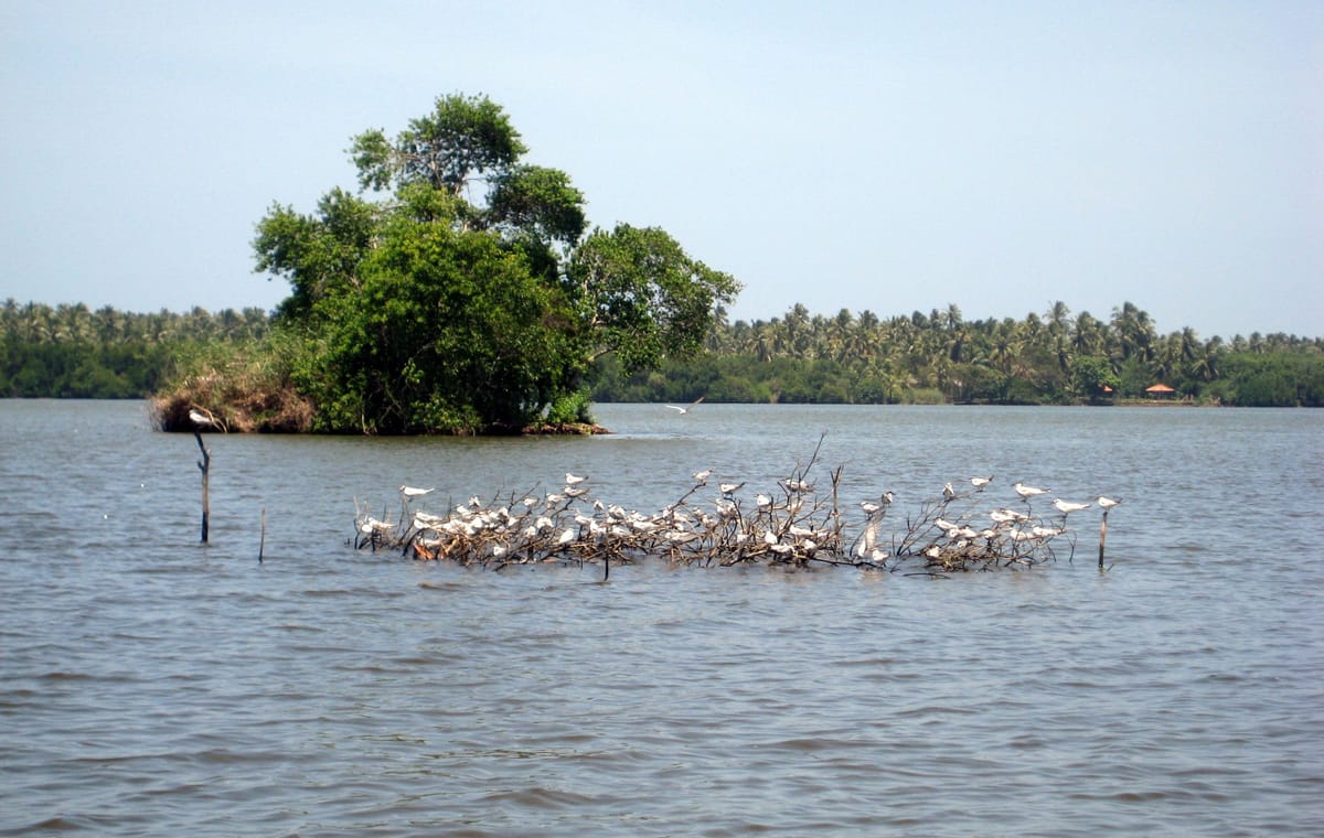 Muthurajawela Sanctuary Boat Safari with Bird Watching
