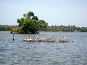 Muthurajawela Sanctuary Boat Safari with Bird Watching