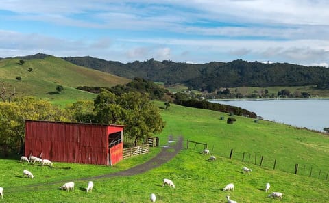 Duder Regional Park Full-Day Walking Tour in Clevedon