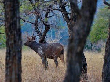 Wildlife Safari Tour in Bandhavgarh, Kanha, Pench & Tadoba
