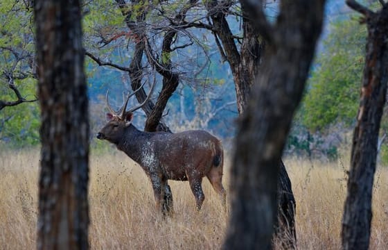 Safari in Bandhavgarh, Kanha, Pench & Tadoba National Parks