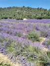 Live a real and unique experience in a lavender field 5