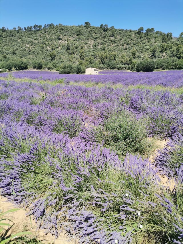 Live a real and unique experience in a lavender field 5