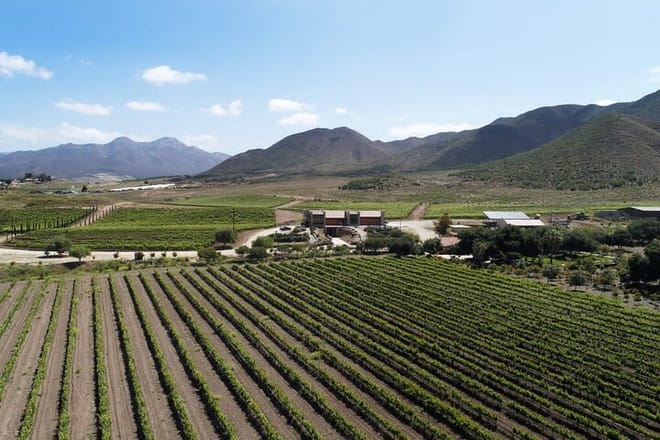 From the Border to Valle de Guadalupe Private Wine Tour - Photo 4