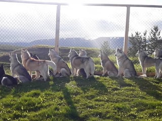 Husky Petting in Akureyri - Private experience, photo 6