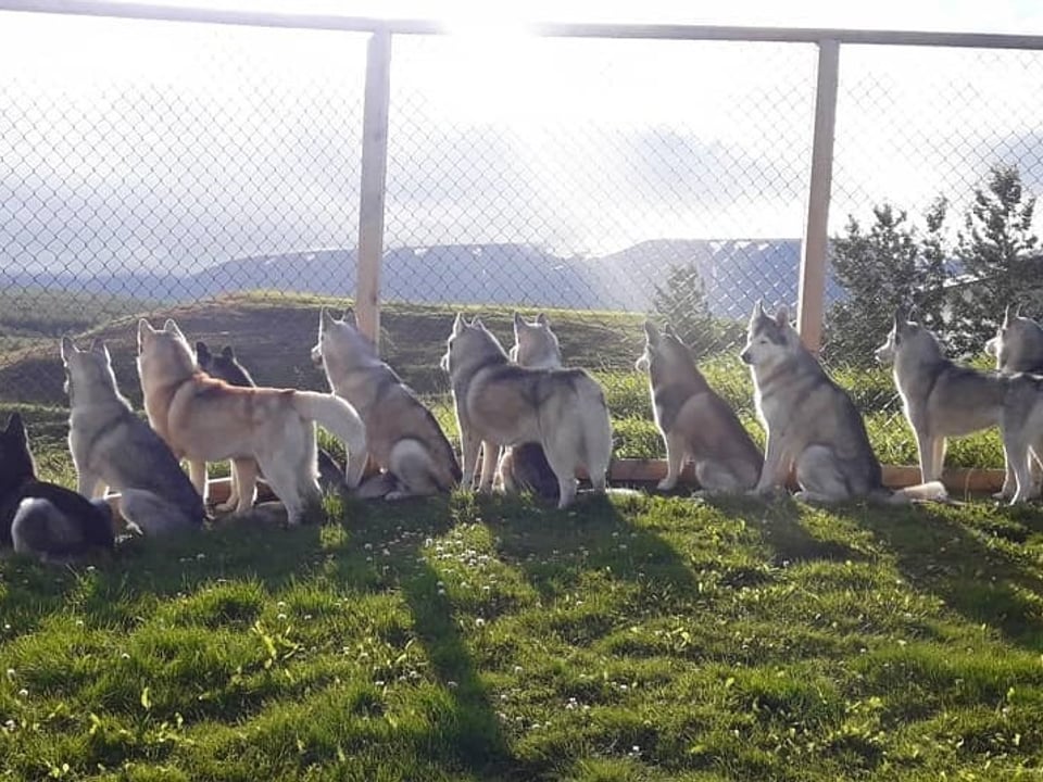 Husky Petting in Akureyri — goHusky