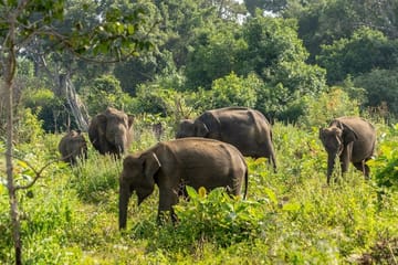 Udawalawe Safari Tour from Hambantota