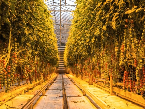 Fresh tomatoes growing on vines inside Friðheimar greenhouse in Iceland