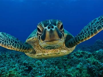 Snorkeling Experience with Turtles in Mirissa, Sri Lanka
