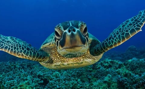 Snorkeling Experience with Turtles in Mirissa, Sri Lanka