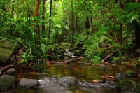  From Hambantota: Sinharaja Trekking Day Tour 5