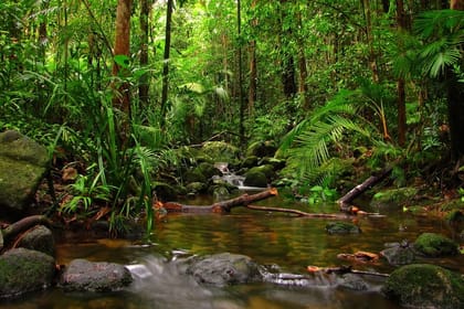 Sinharaja Rain Forest Tour from Hambantota