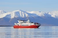 Akureyri Classic Whale Watching 3
