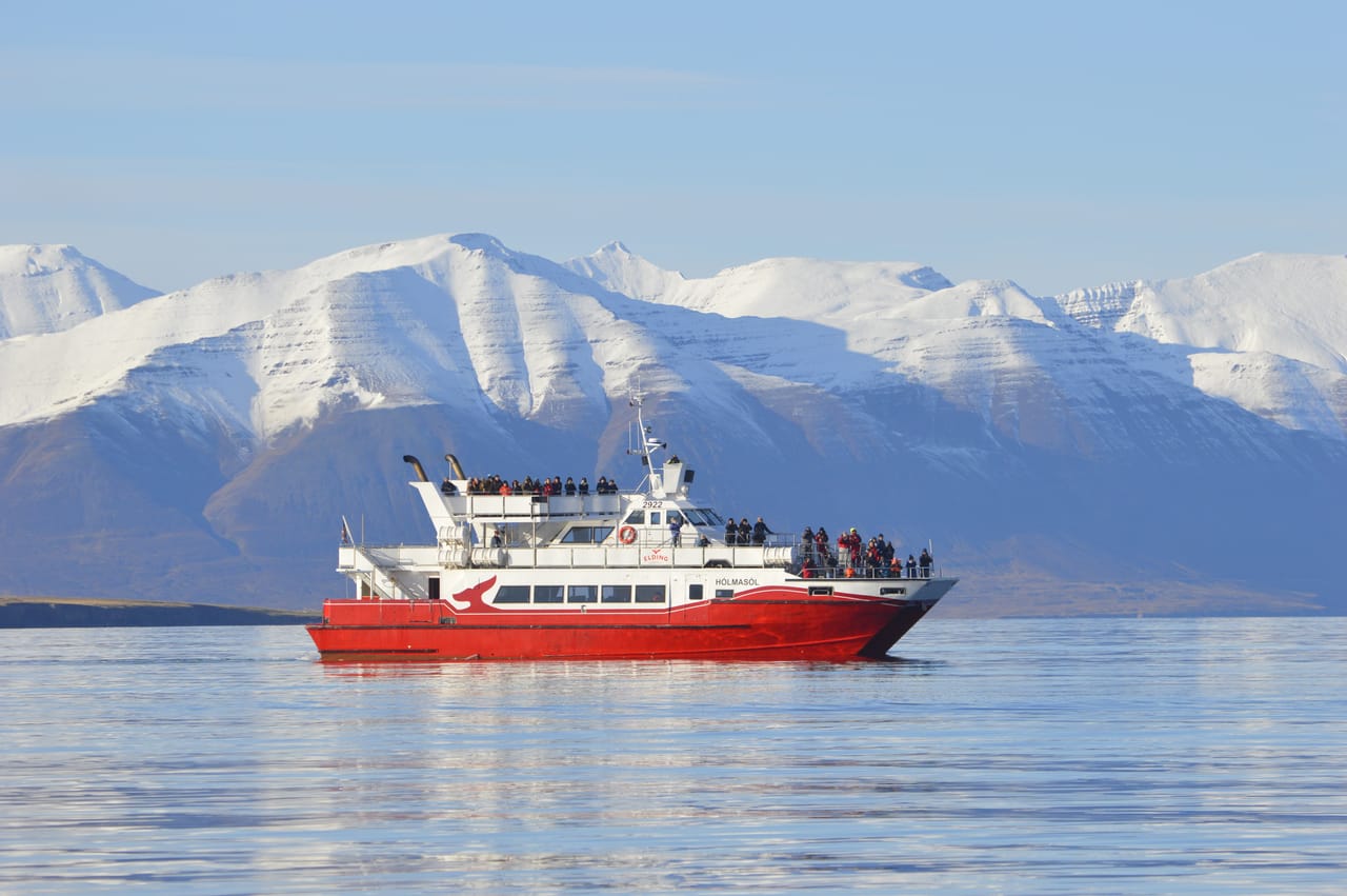 Akureyri Classic Whale Watching 3