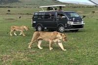 Nairobi National park ,Giraffe Center & Bomas Cultural Dance Show 2