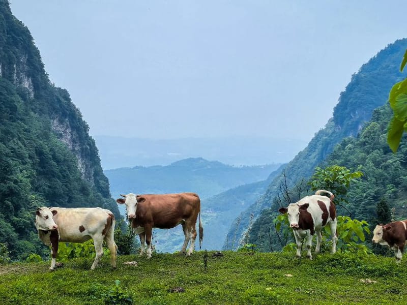 Lengga Co Sacred Lake 3-Day Trek to Mt. Gongga: Mirror of the King of Sichuan Peaks