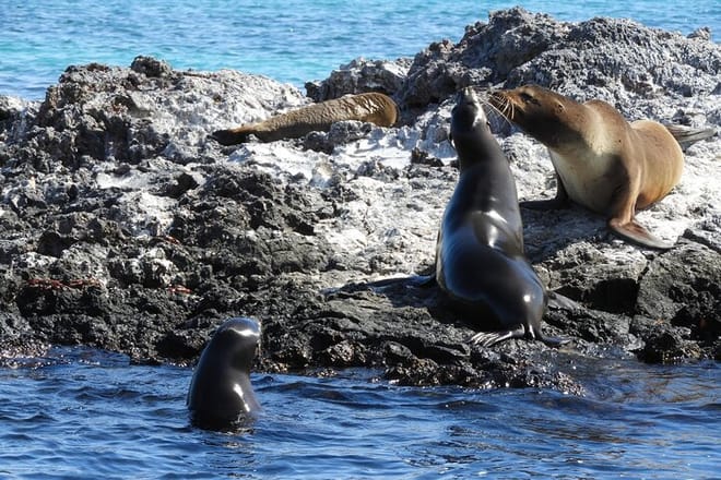 Sea Lions