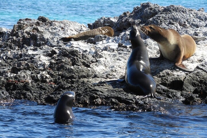 Sea Lions