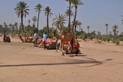 Camel Ride in Marrakech Palm Grove