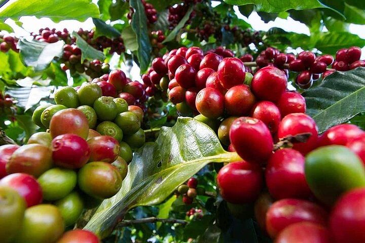 Private Kiambu Coffee Farm Tour: Discover Kenya's Coffee Culture