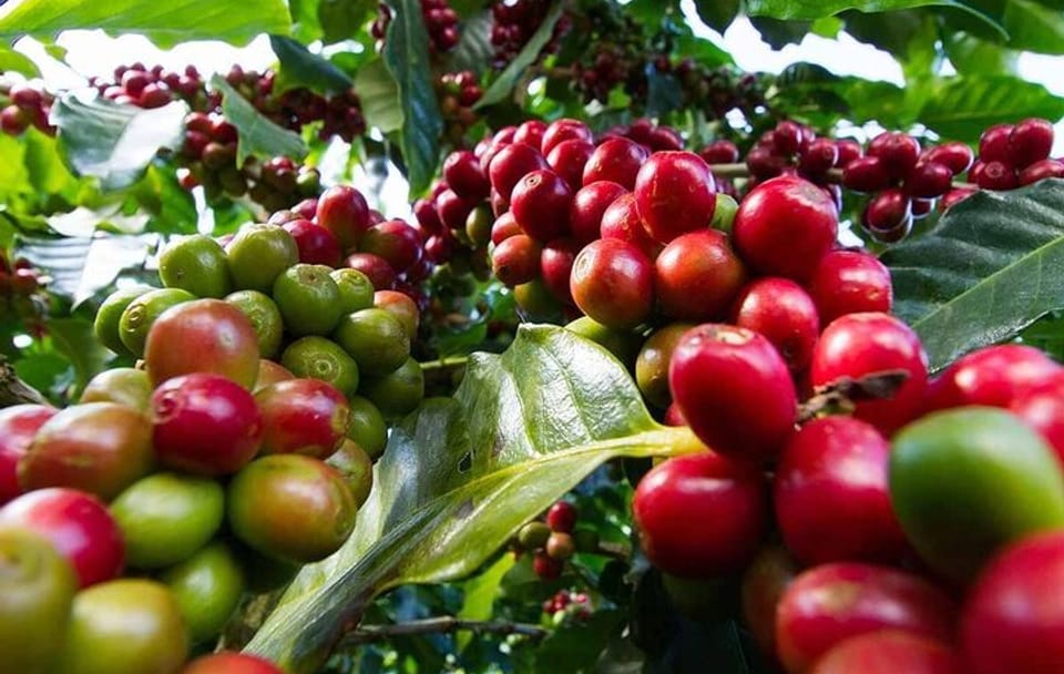 Guided Tour of Kiambu Coffee Farm and Factory in Nairobi