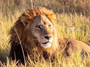 Nairobi National Park and Giraffe Center Private Tour